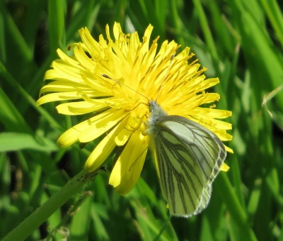 11:31 Green-veined white near Papercout Lock
