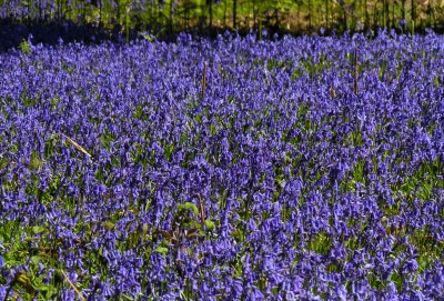 A carpet of Bluebells at Rowland Wood.