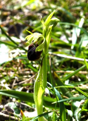 Early Spider Orchid flower spike close up.