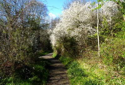 One of the paths leading on to the Cuckoo Trail.<br />The blackthorn was home to the Peacock, and the celandine at bottom right is where my early<br />Specklie was found a few weeks back.