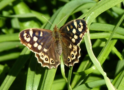 The only female Specklie seen today.