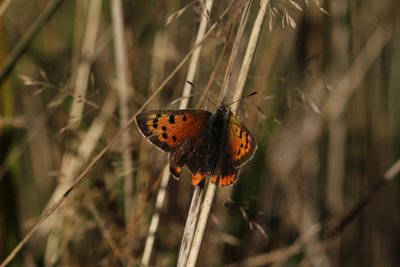 Small Copper male, Bookham Commons #123.JPG