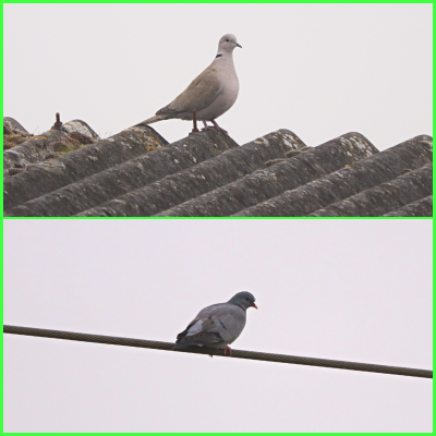 Collared and Stock Doves
