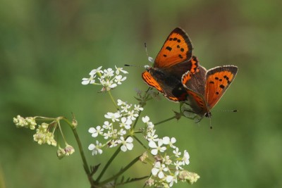 Small Copper mating, Wanstead Park.JPG