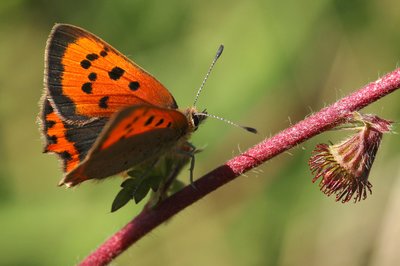Small Copper female, South Downs Way, Eastbourne #12.JPG