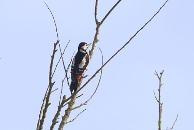 Female Great-spotted Woodpecker
