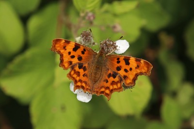 Comma f. hutchinsoni, Epping Forest.JPG