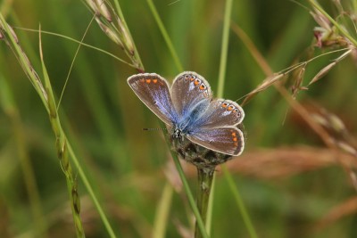 Common Blue female, Durlston Country Park.JPG
