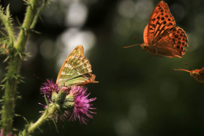 Silver-washed Fritillary courting, Bookham Commons.JPG