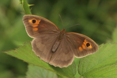 Meadow Brown female, Bookham Commons.JPG