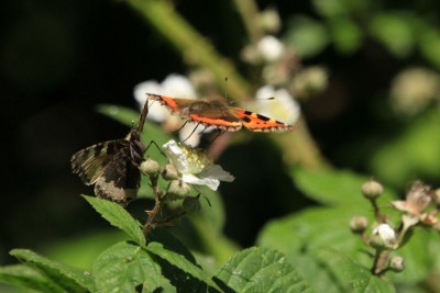 Small Tortoiseshell courting, Ditchling Common.JPG