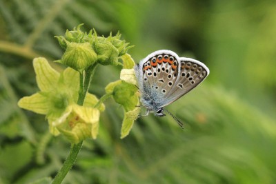 Silver-studded Blue male, Fairmile Common.JPG