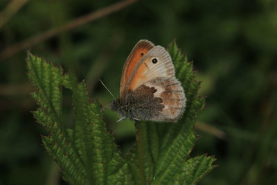 Small Heath pale winged ab., Bookham Commons.JPG