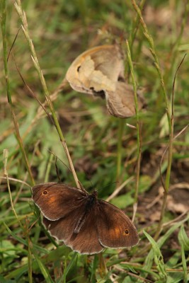 Meadow Brown mating, Oxshott Heath.JPG