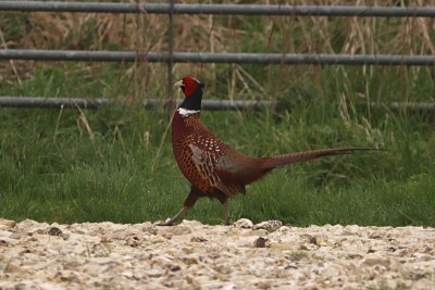 Pheasant giving his best arrogant strut pose!