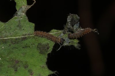 #12 White Admiral Larvae 2nd instar Sid & Shifty, Bookham Commons.JPG