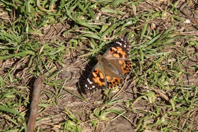 Painted Lady, Walthamstow Marshes.JPG