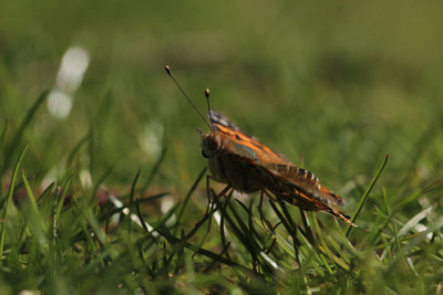 Painted Lady, Walthamstow Marshes.JPG