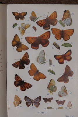 In interesting un-named Small Copper ab. in the top left.