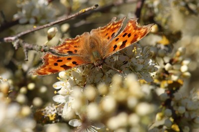 Comma, Perry Hill #8.JPG