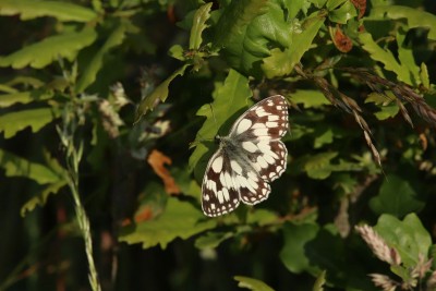 Marbled White male, Epping Forest.JPG