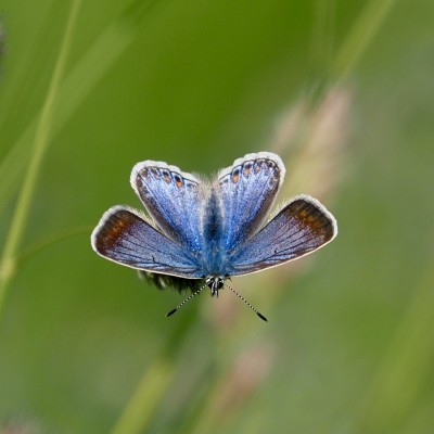 Common Blue, 8 June
