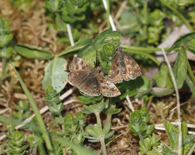 Dingy Skipper, Pitstone Quarry, 15 May