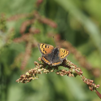 Small Copper, Cornwall, 16 May