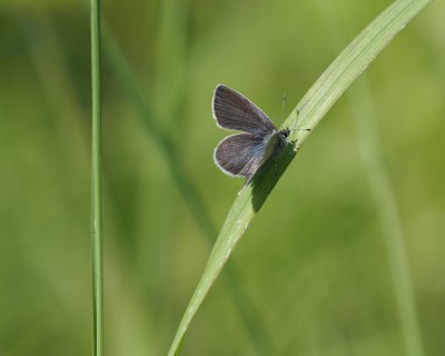 Small Blue, Pitstone Quarry, 15 May