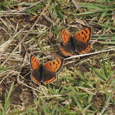 Small Copper, Cambridgeshire, 7 May