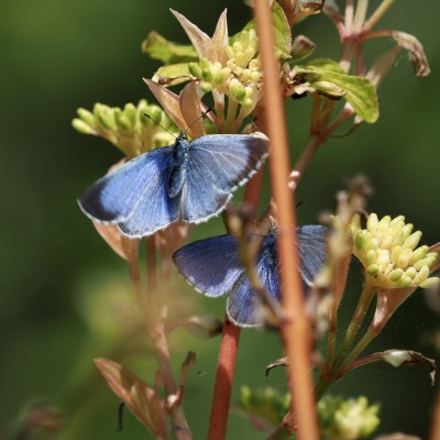 Holly Blue, Cambridgeshire, 14 May