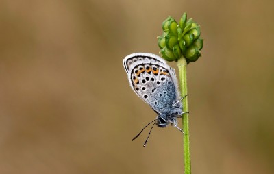 Silver Studded Blue in North Wales