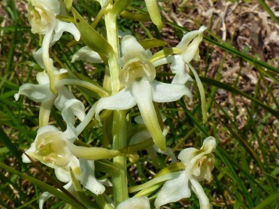 Greater Butterfly Orchid (2).JPG