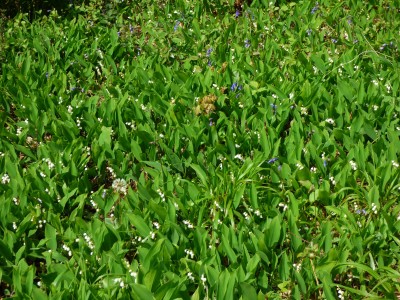 Lily of the Valley at Siccaridge Woods (20).JPG