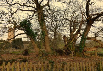The oldest Chestnut Tree in Britain - c1200 (99).JPG