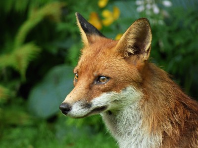 Fox in garden - close-up (7).JPG