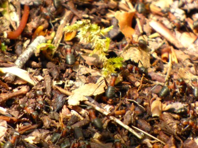Wood Ants in Siccardige Woods (3).JPG