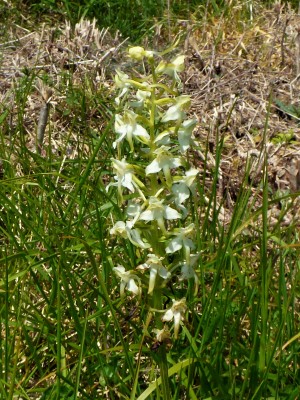 Greater Butterfly Orchid (1).JPG