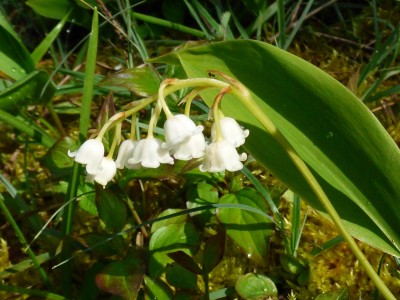 Lily of the Valley at Siccaridge Woods (2).JPG