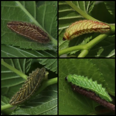 Yellow and green L4 colour forms and others darkening for pupation