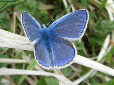 Common Blue, Kiplingcotes, 22.05.19