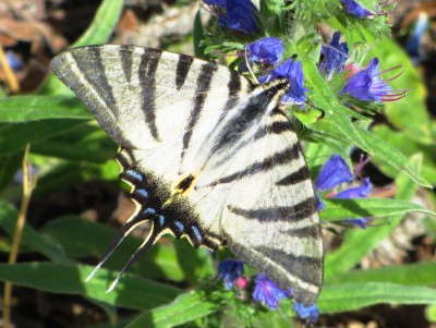 Scarce Swallowtail, Leuk, 06.07.23