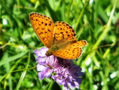 Lesser Marbled Fritillary, Lauenensee, 02.07.22