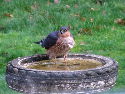 Sparrowhawk, Muirfield Park, 16.01.20