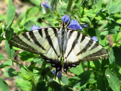 Scarce Swallowtail, Leuk, 05.07.22