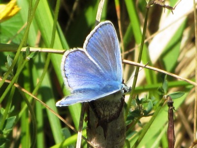 Common Blue, Kiplingcotes, 01.08.22
