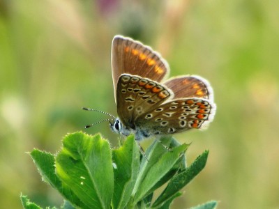 Adonis Blue, Russin, 02.06.22