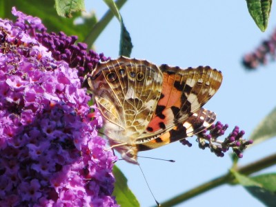 Painted Lady, Woodmansey, 13.08.22