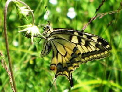 Swallowtail, Biberbrugg, 03.08.17