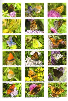Swiss Butterflies Site Guide Page 19